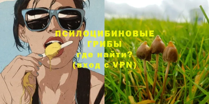 Галлюциногенные грибы Psilocybe  Екатеринбург 